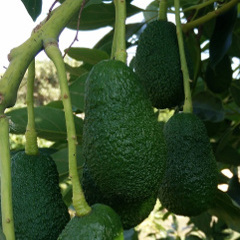 aguacates