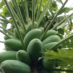 papaya